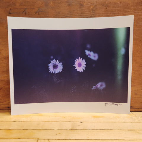 8x10 Dark Daisies 8x10 Print - Laura Mason Photography