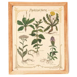 Medicinal Herbs - Bower Studio
