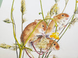 Harvest Mice with Buttercups