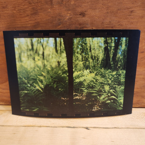 Split-frame Ferns Postcard