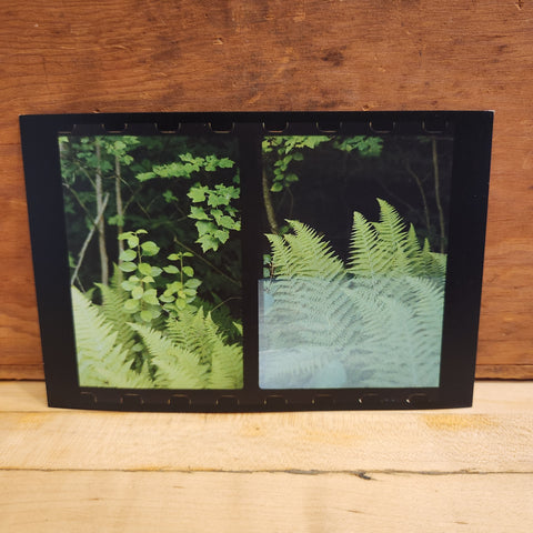 Split-frame Ferns in Leyden, MA Postcard
