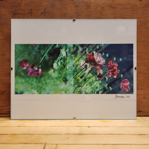 8x10 Framed Poppy Splitframe Print - Laura Mason Photography