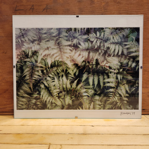 8x10 Framed Fern Sunset Print - Laura Mason Photography
