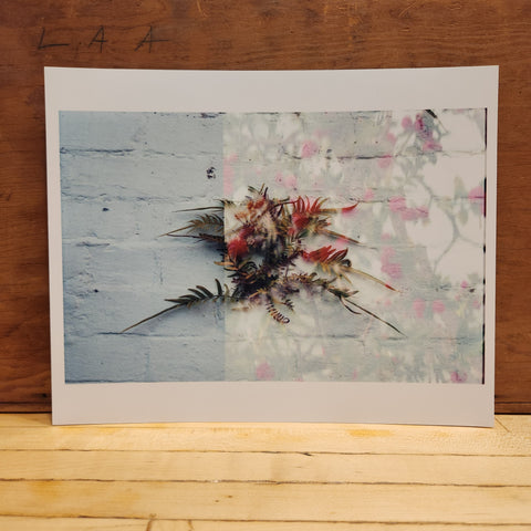 8x10 Wall Ferns Print - Laura Mason Photography