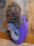 Grey Squirrel - Large