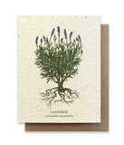 Lavender Seed Card