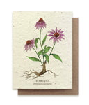 Echinacea Seed Card